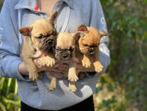 Bulldog francez blue de vanzare transport in tara si in afara